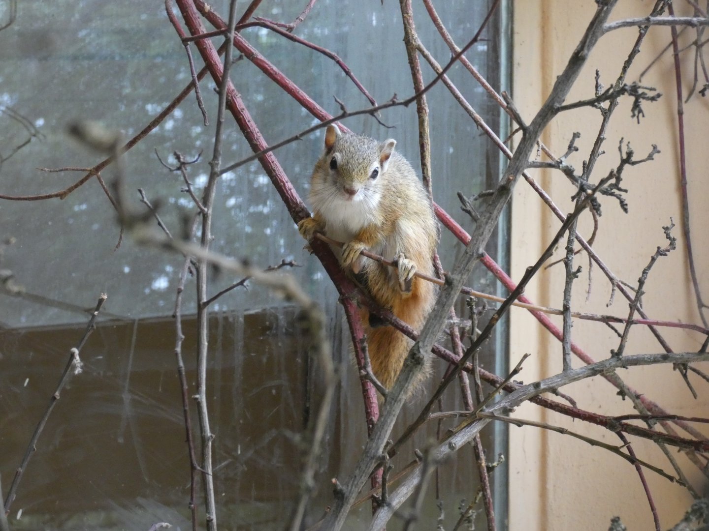 Smith's bush squirrel