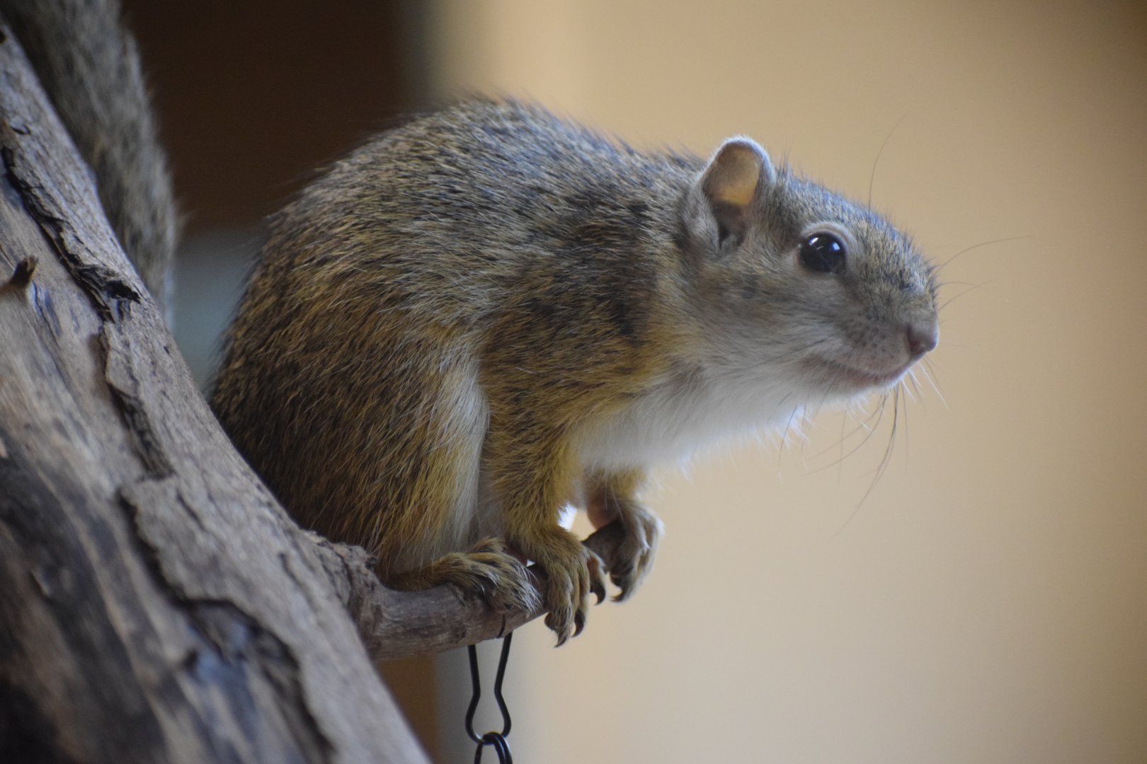 Smith's bush squirrel