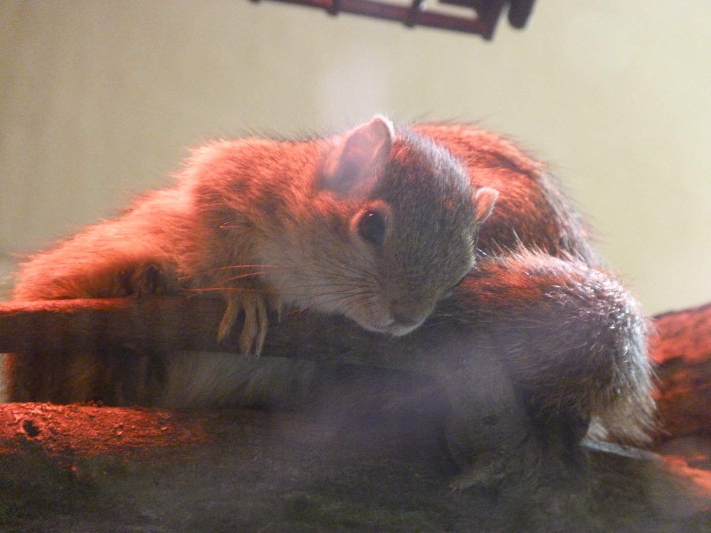 Smith's bush squirrels -Zoo Plzeň (2025)