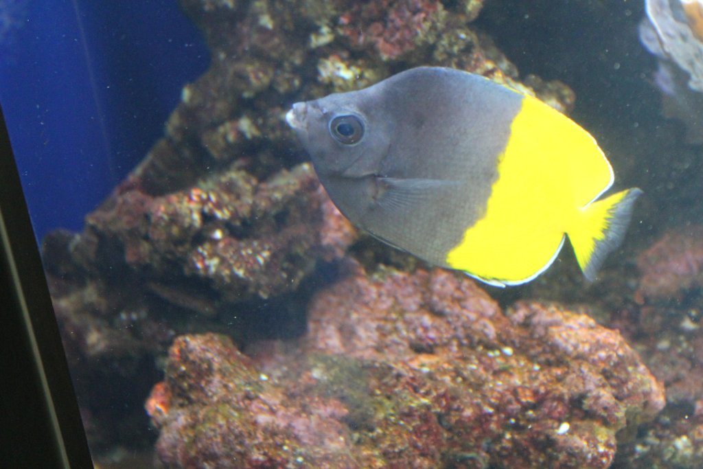 Smiths Butterflyfish (Chaetodon smithi)