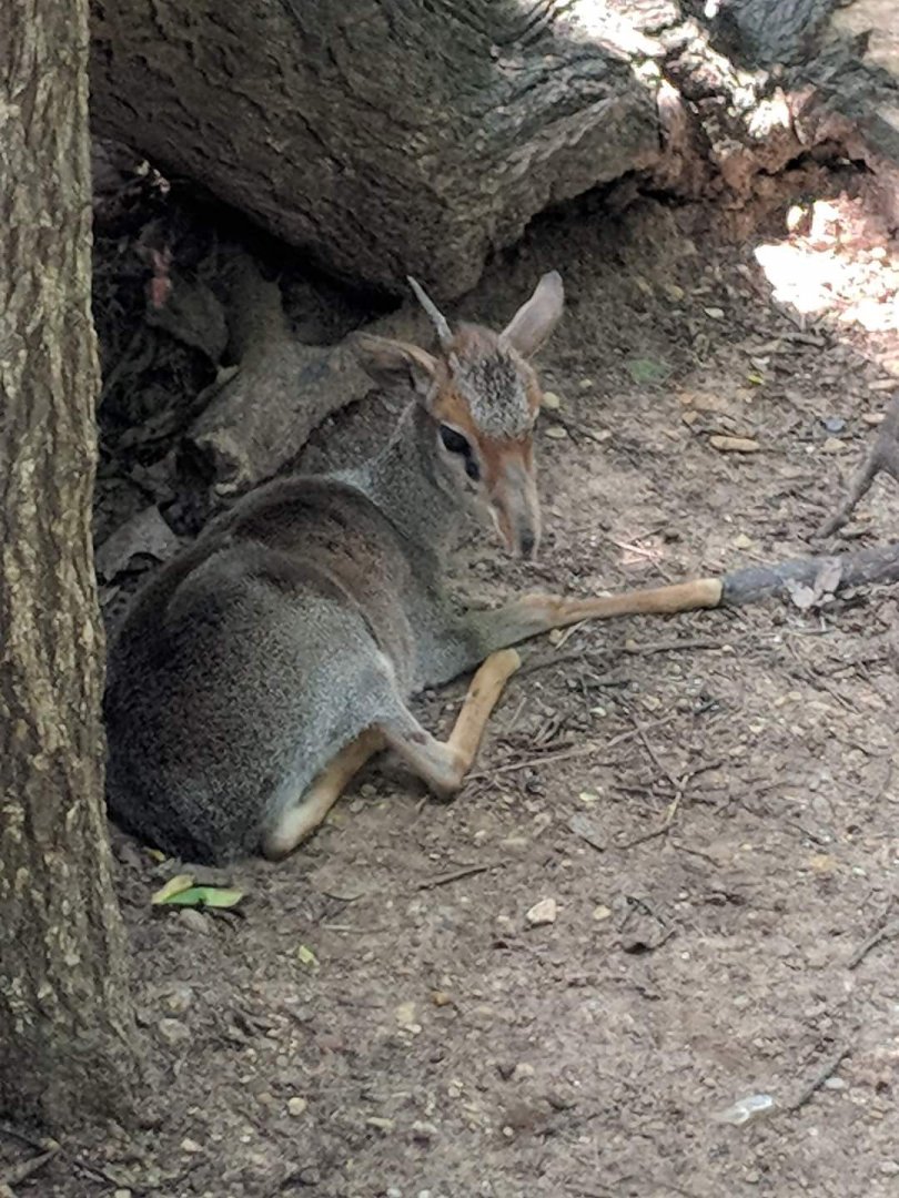 Smith's dik-dik (Madoqua smithii)