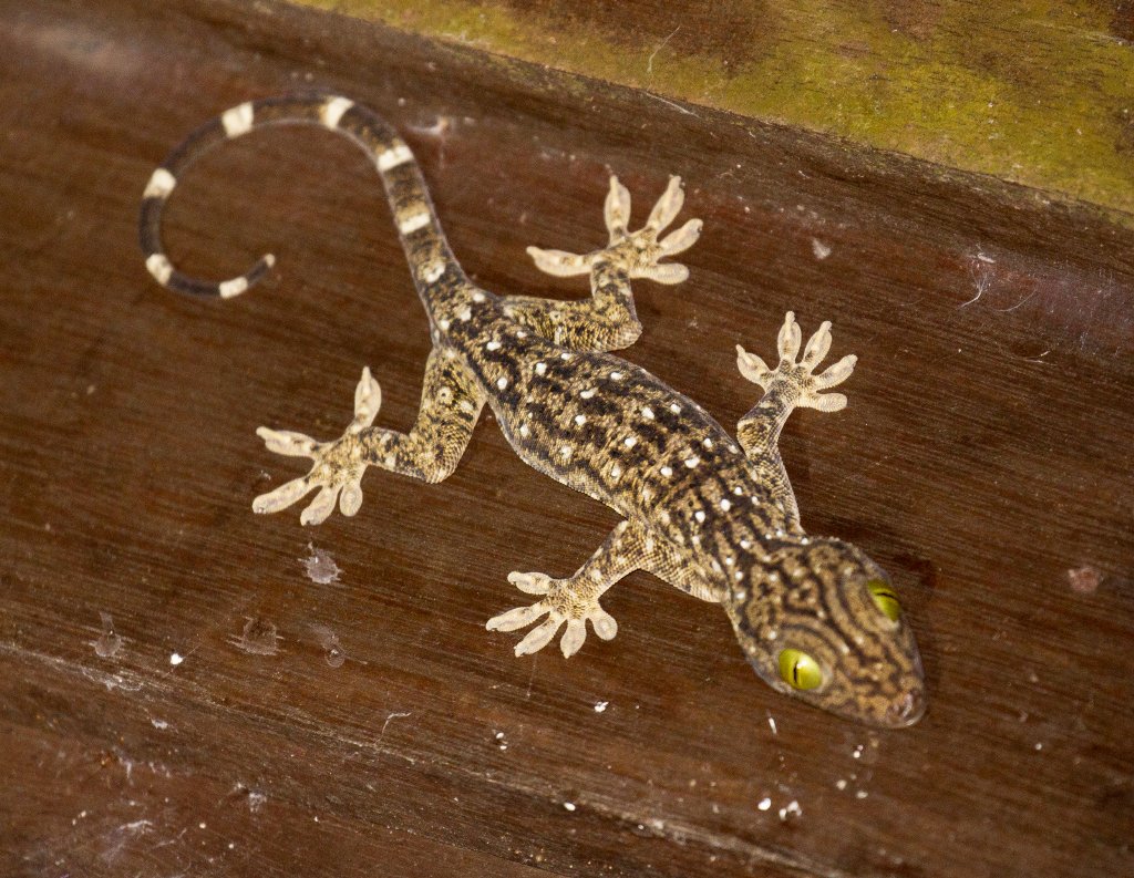 Smith's Giant Gecko, juvenile