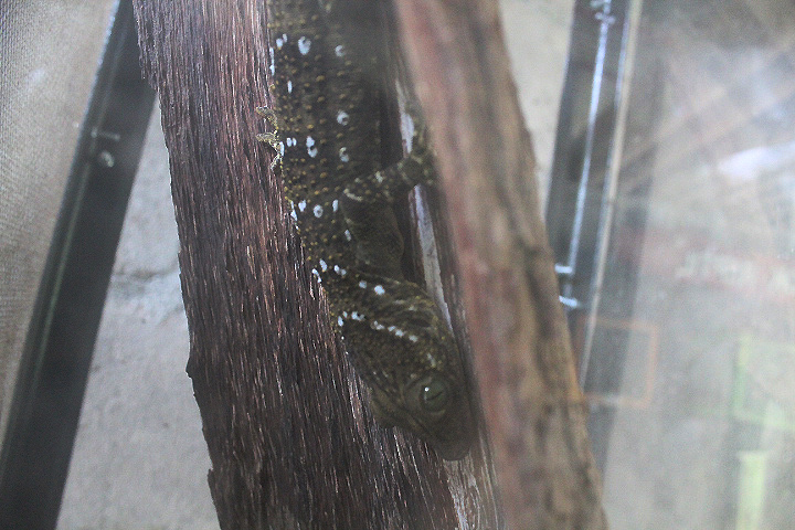 Smith's green-eyed gecko (Gekko smithii) - Taman Konservasi Sato Loka