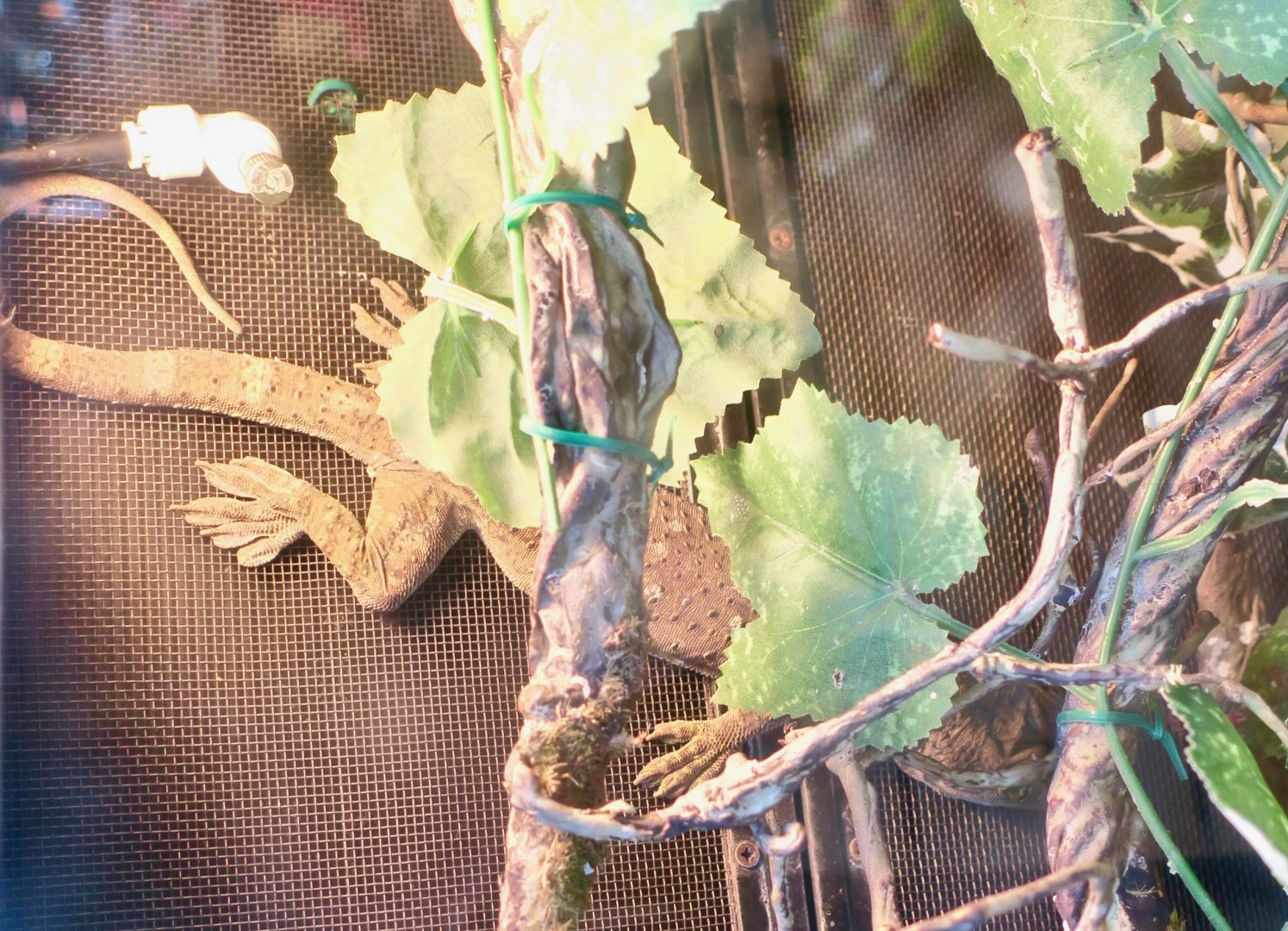 Smith's Green-Eyed Gecko (Gekko smithii)