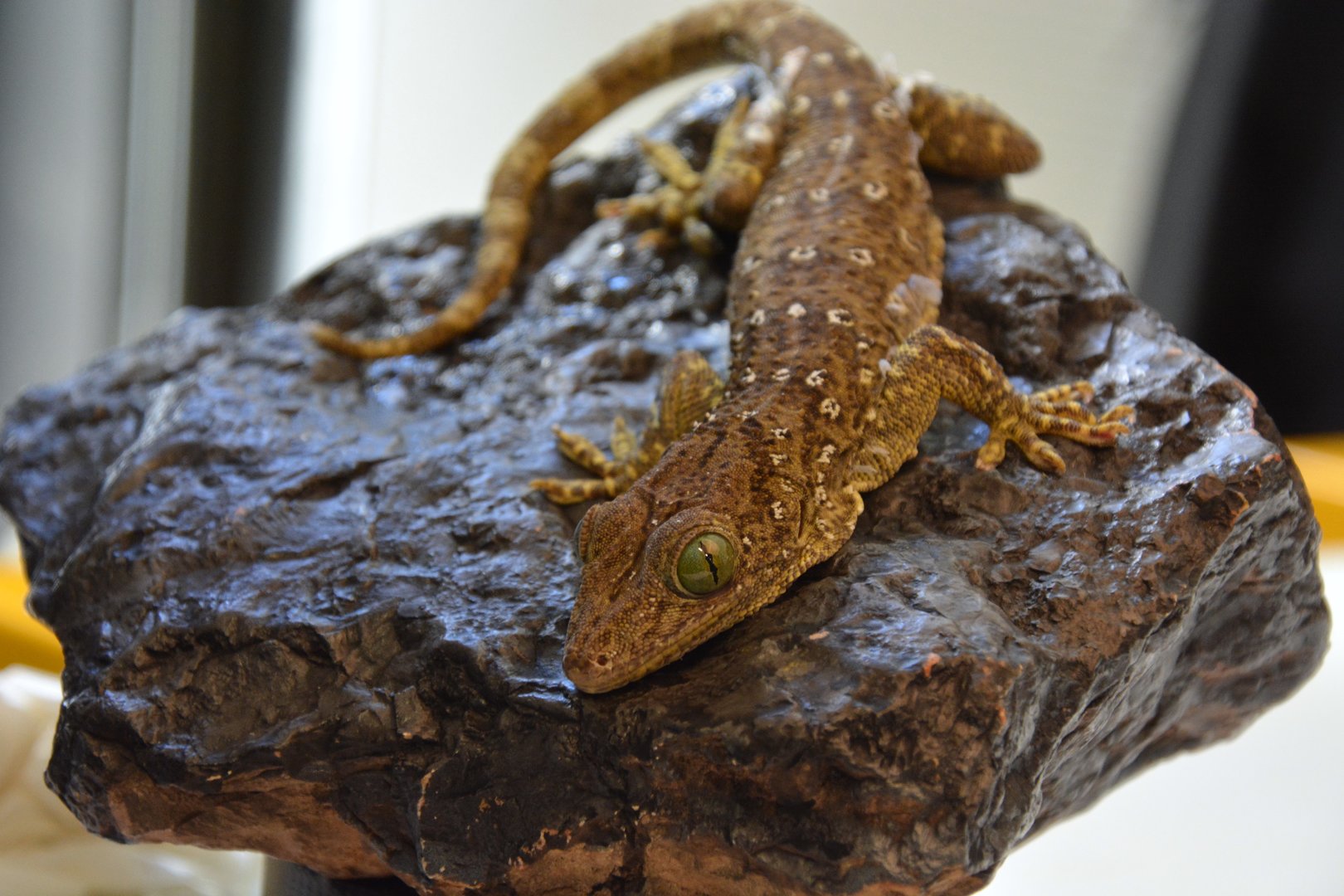 Smith's green-eyed gecko (Gekko smithii)