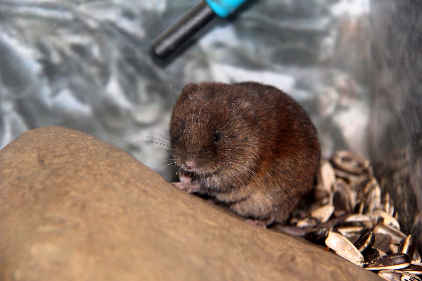 Smith's red backed vole (Myodes smithii)