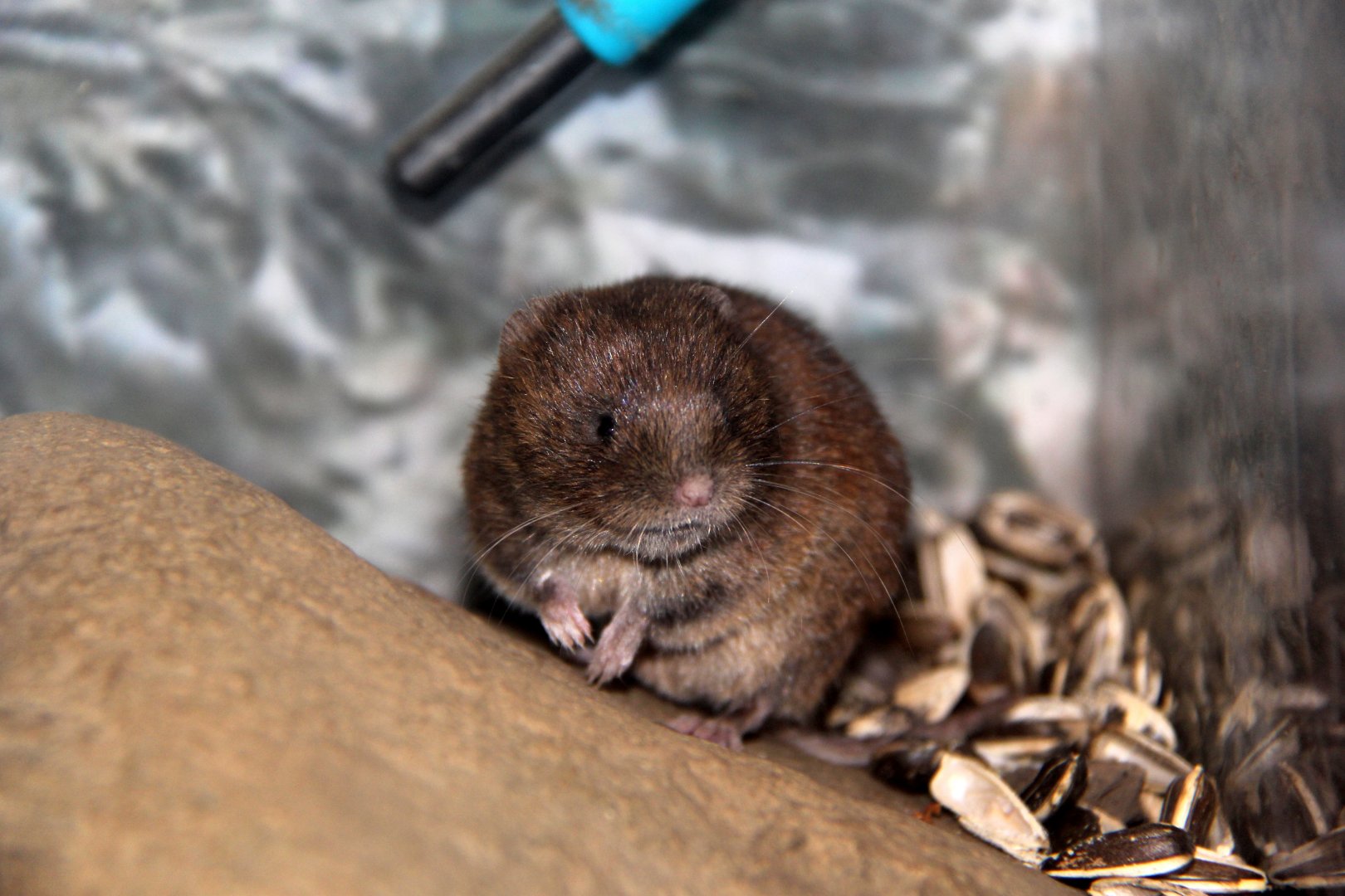 Smith's red backed vole (Myodes smithii)