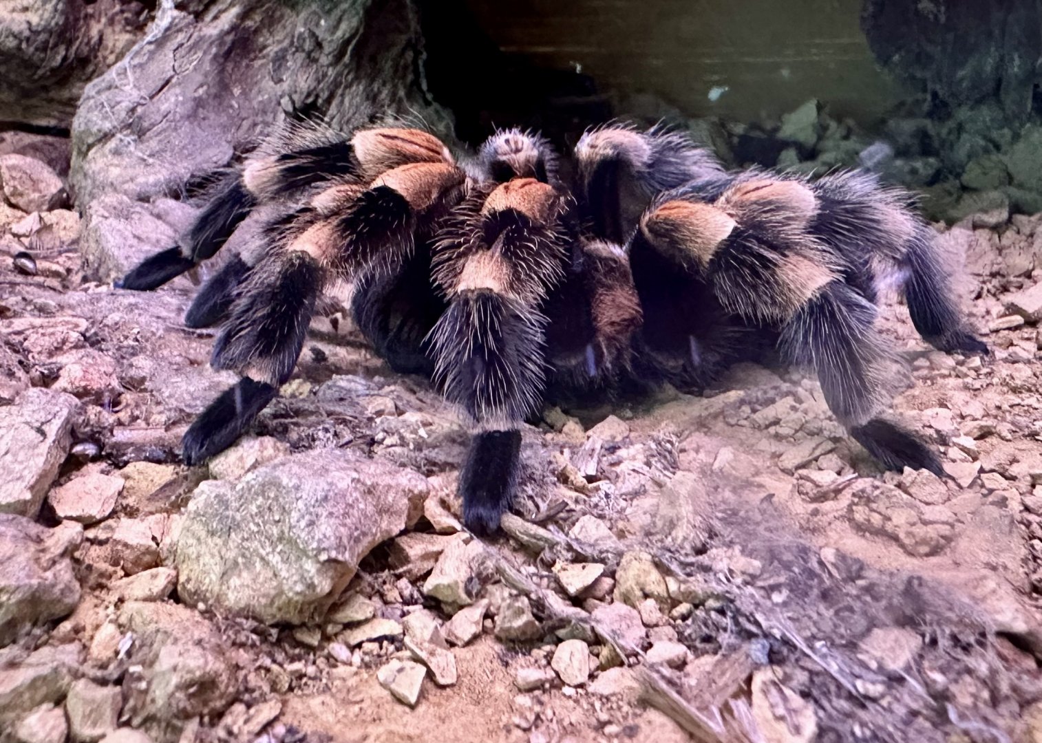 Smith's redknee tarantula (Brachypelma smithi)