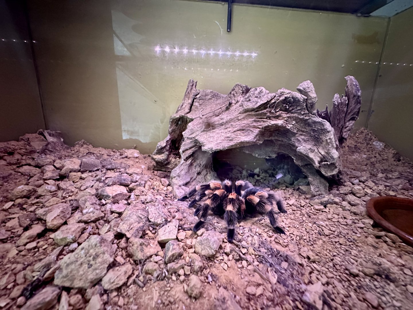 Smith's Redknee Tarantula Exhibit