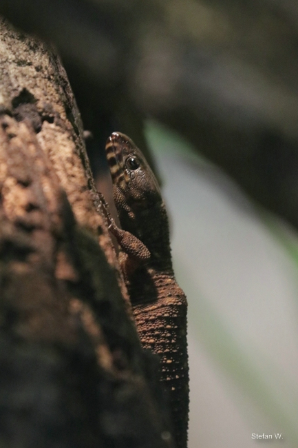 Smith's tropical night lizard (Lepidophyma smithii)