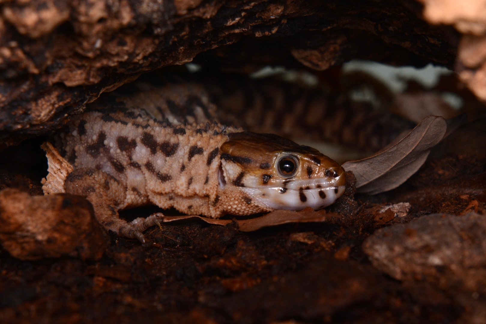 Smith's tropical night lizard (Lepidophyma smithii)