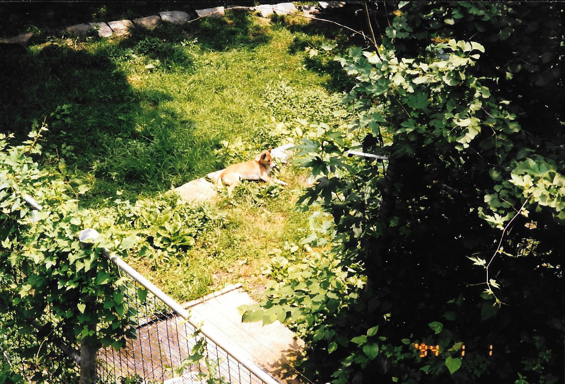Smithsonian, 1998, New Guinea Singing Dog