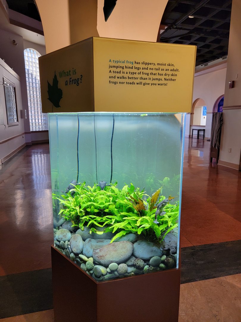 Smithsonian 2/22 - Amazonia, African clawed frogs