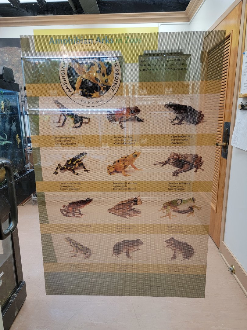 Smithsonian 2/22 - Amazonia, Amphibian Rescue & Conservation Project Panama poster