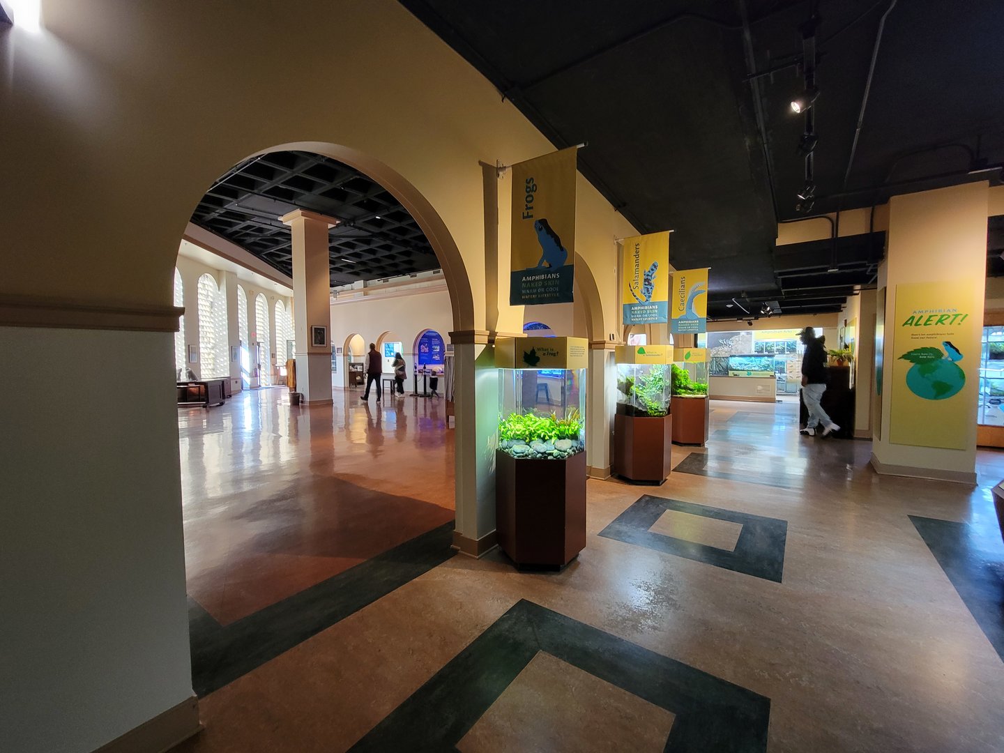 Smithsonian 2/22 - Amazonia, Amphibians