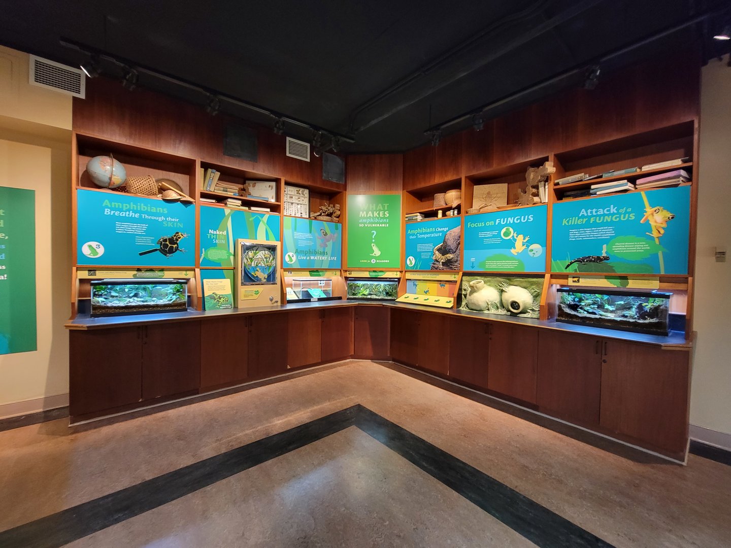 Smithsonian 2/22 - Amazonia, Amphibians