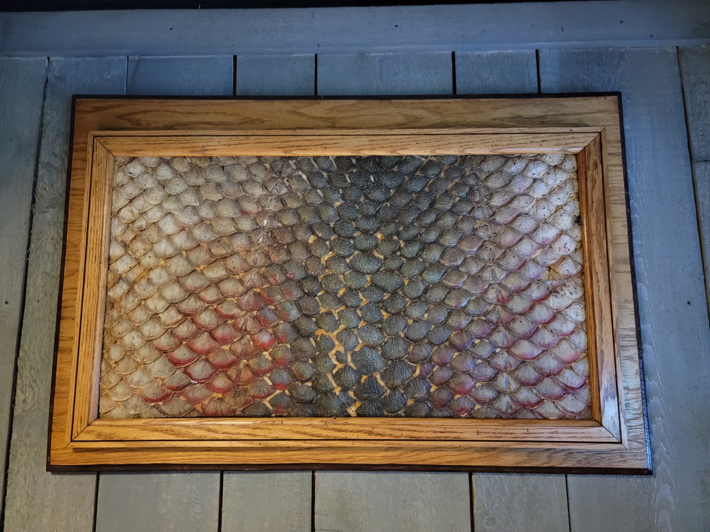 Smithsonian 2/22 - Amazonia, arapaima skin