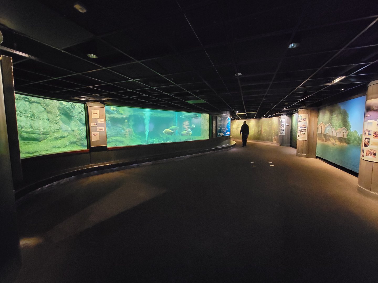 Smithsonian 2/22 - Amazonia, Arapaima tank