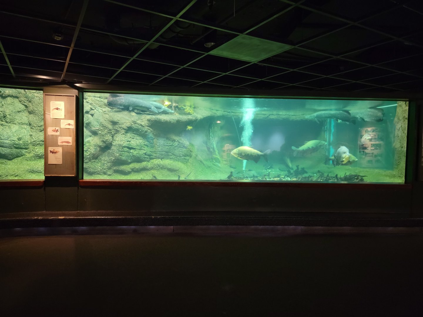 Smithsonian 2/22 - Amazonia, Arapaima tank
