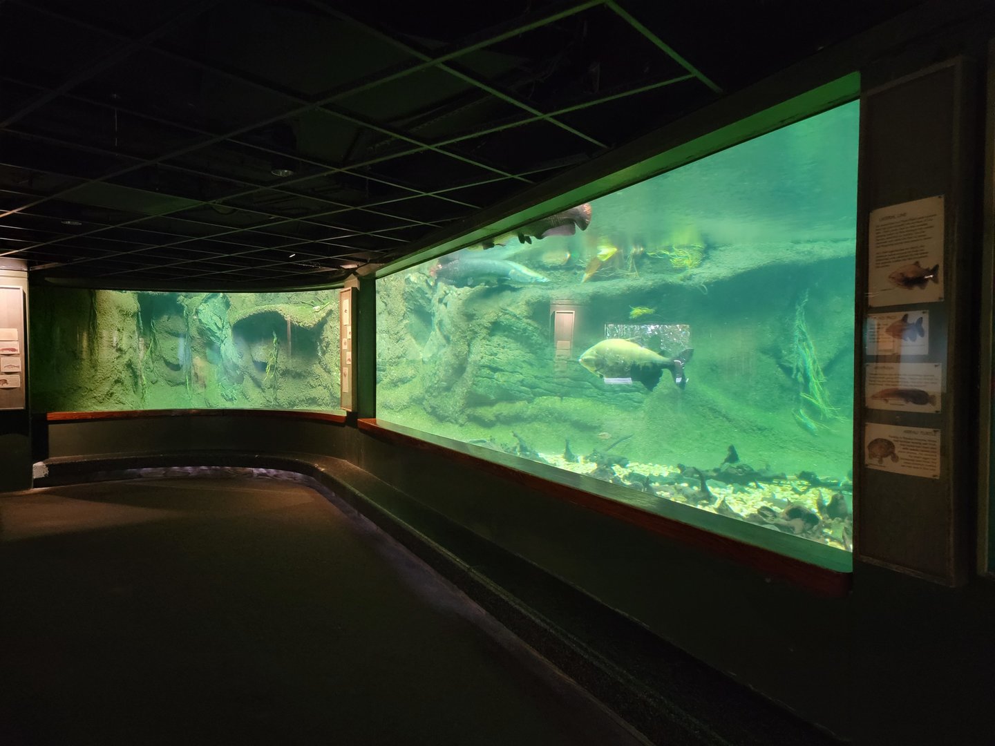 Smithsonian 2/22 - Amazonia, Arapaima tank