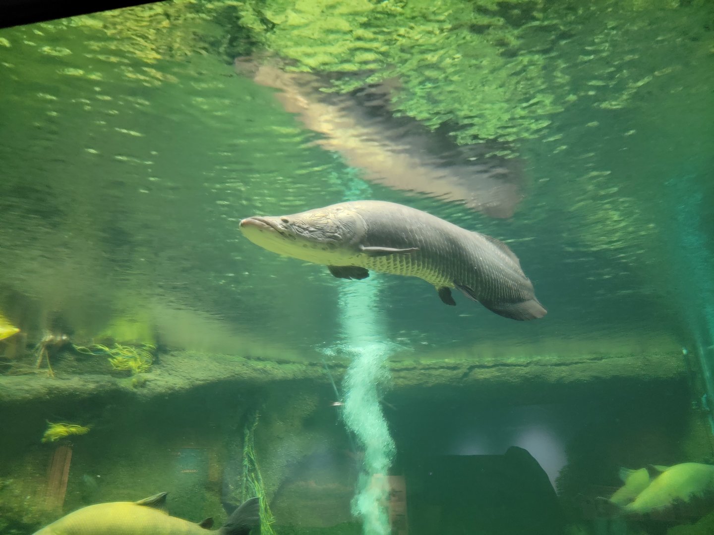Smithsonian 2/22 - Amazonia, Arapaima
