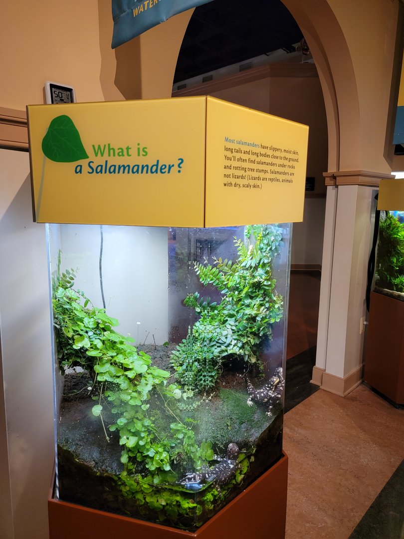 Smithsonian 2/22 - Amazonia, California tiger salamander