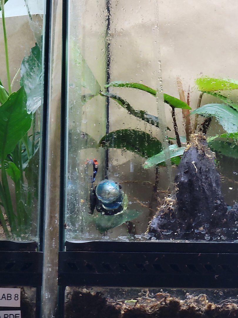 Smithsonian 2/22 - Amazonia, Close up of Amphibian Ark tanks, blessed poison dart frog