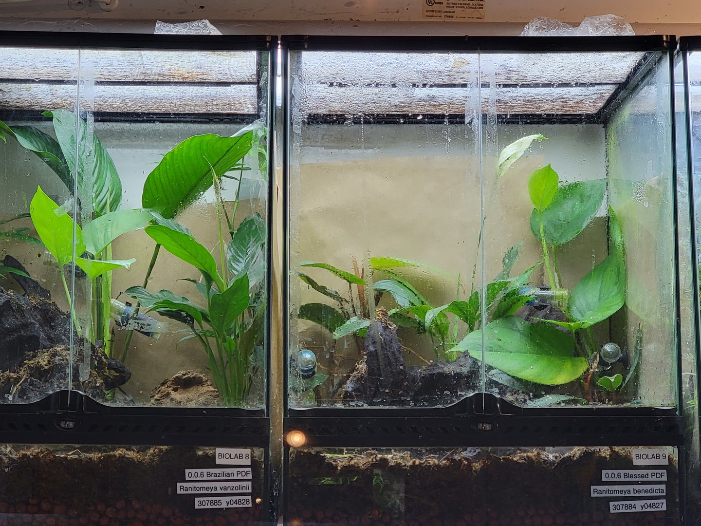 Smithsonian 2/22 - Amazonia, close up of Amphibian Ark tanks