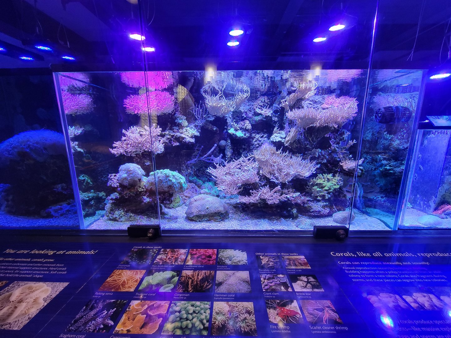 Smithsonian 2/22 - Amazonia, Coral Lab main tank