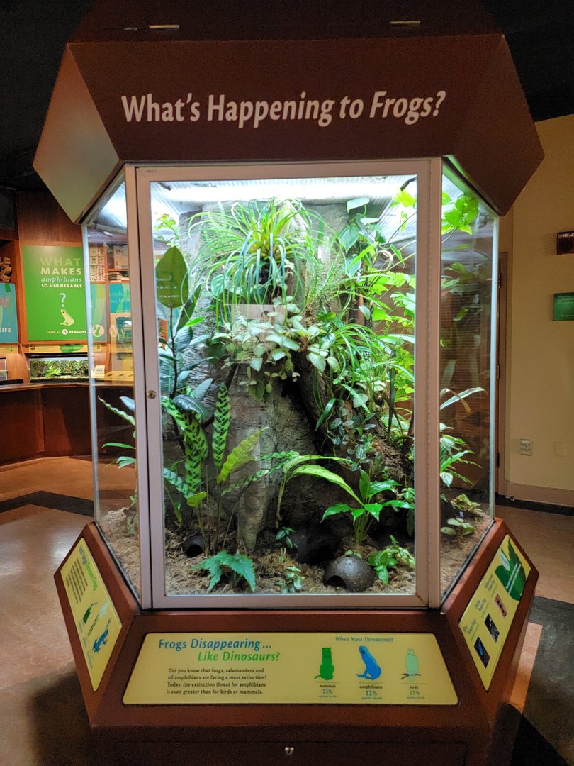 Smithsonian 2/22 - Amazonia, Dyeing and yellow-banded poison dart frogs