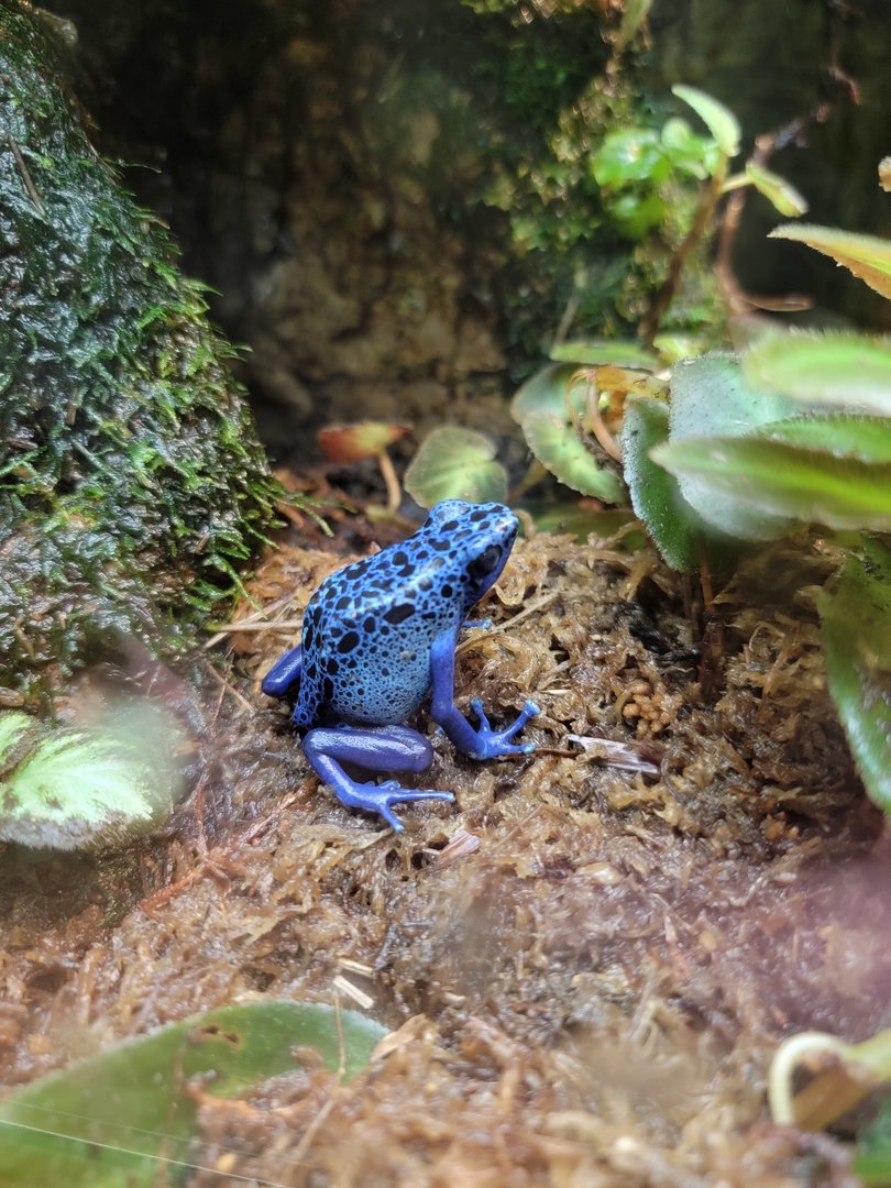 Smithsonian 2/22 - Amazonia, Dyeing poison dart frog