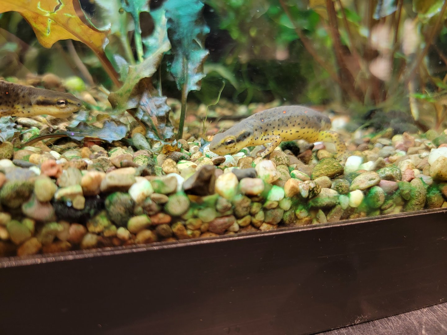 Smithsonian 2/22 - Amazonia, Eastern red-spotted newt