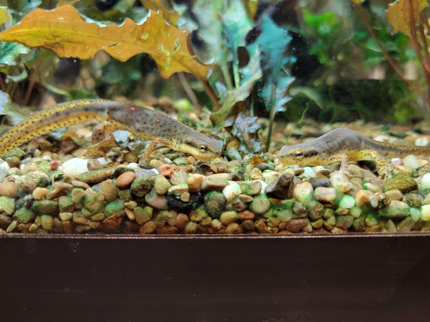 Smithsonian 2/22 - Amazonia, Eastern red-spotted newts