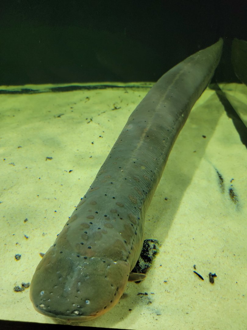 Smithsonian 2/22 - Amazonia, electric eel