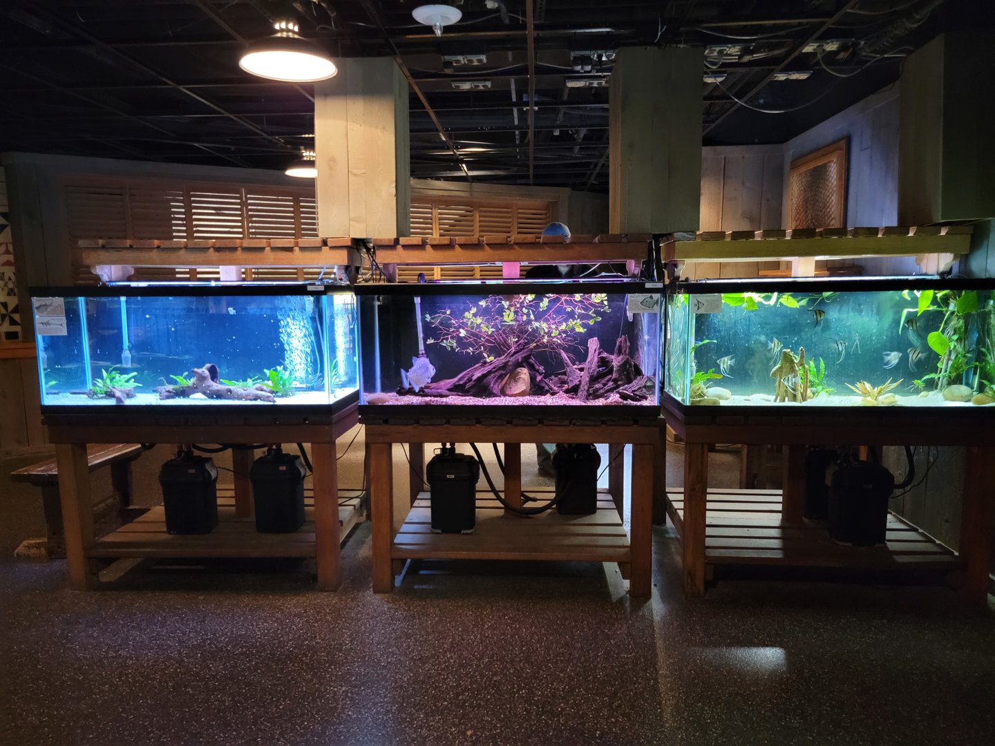 Smithsonian 2/22 - Amazonia, fishes