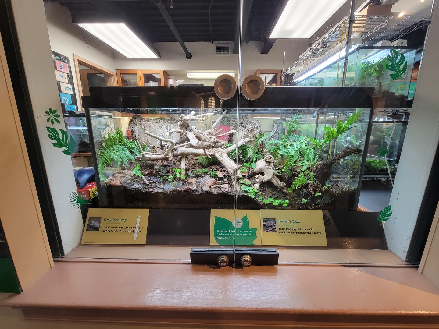 Smithsonian 2/22 - Amazonia, Fowler's toad and gray tree frog