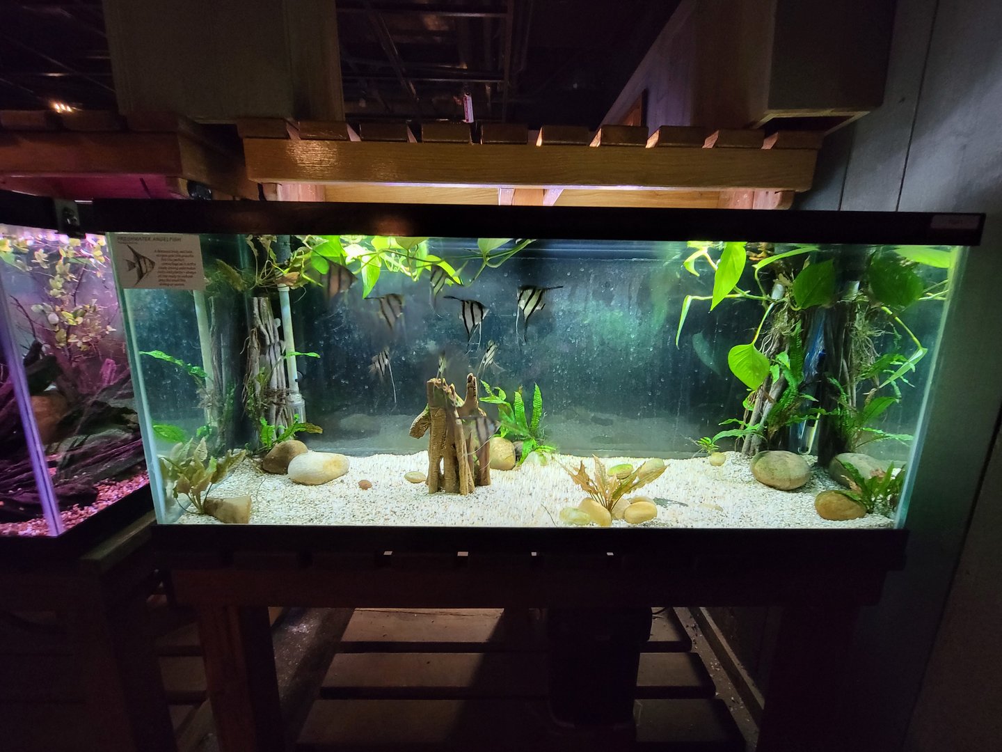 Smithsonian 2/22 - Amazonia, freshwater angelfish