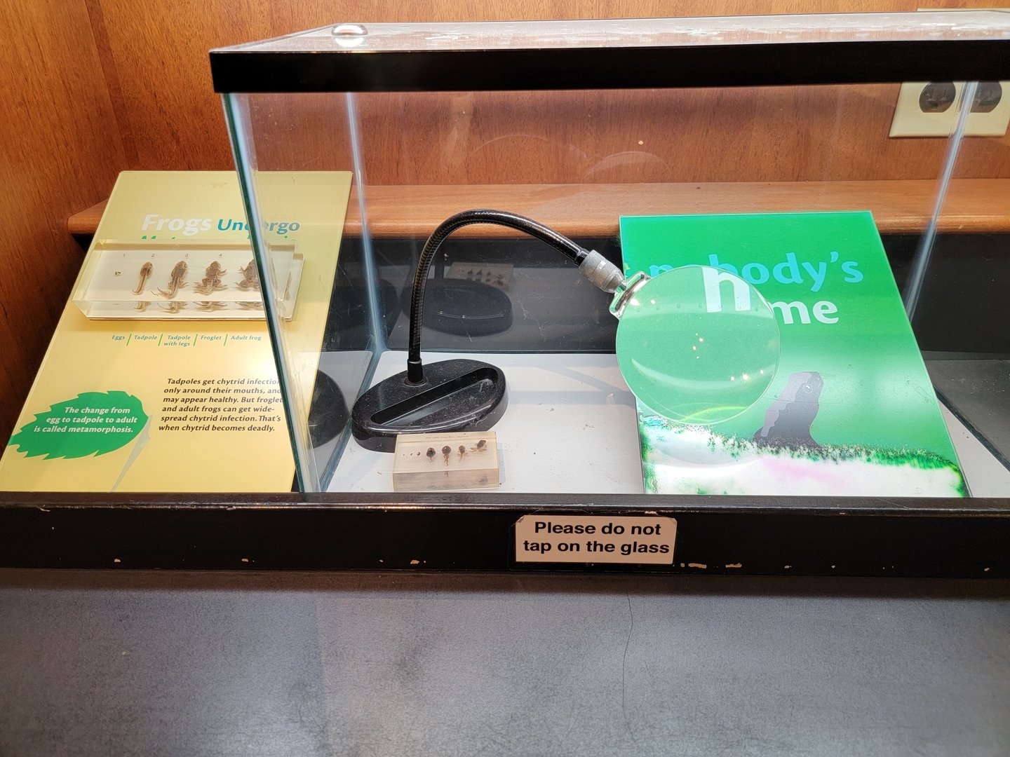 Smithsonian 2/22 - Amazonia, Frogs undergo metamorphasis