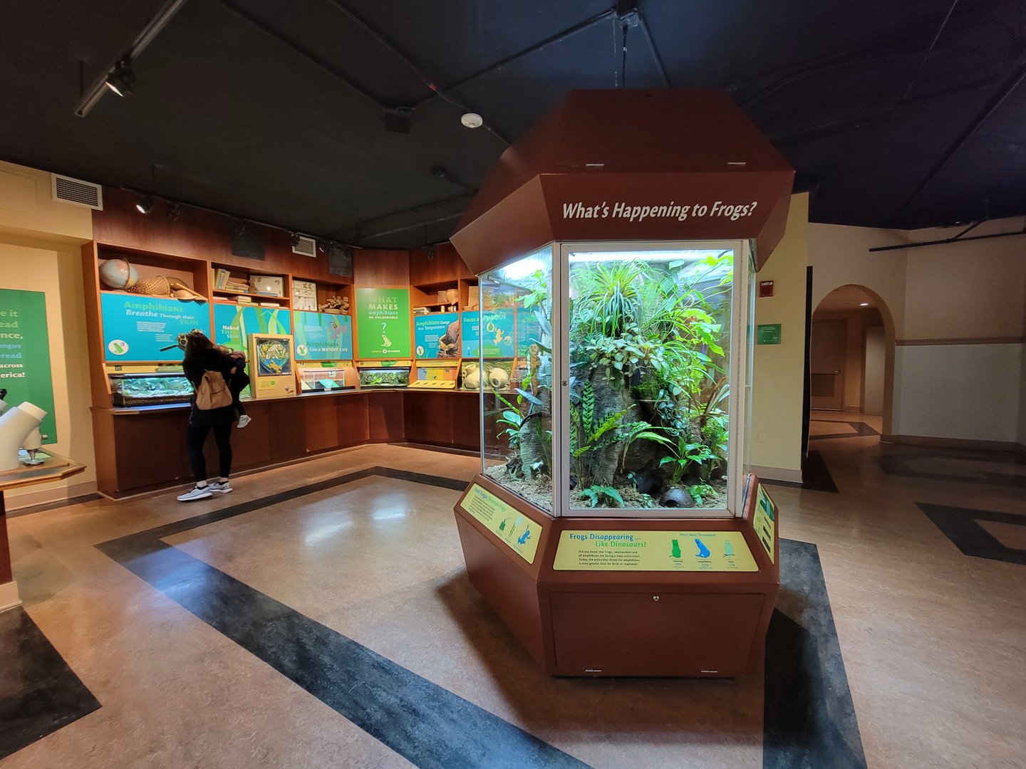 Smithsonian 2/22 - Amazonia, Frogs