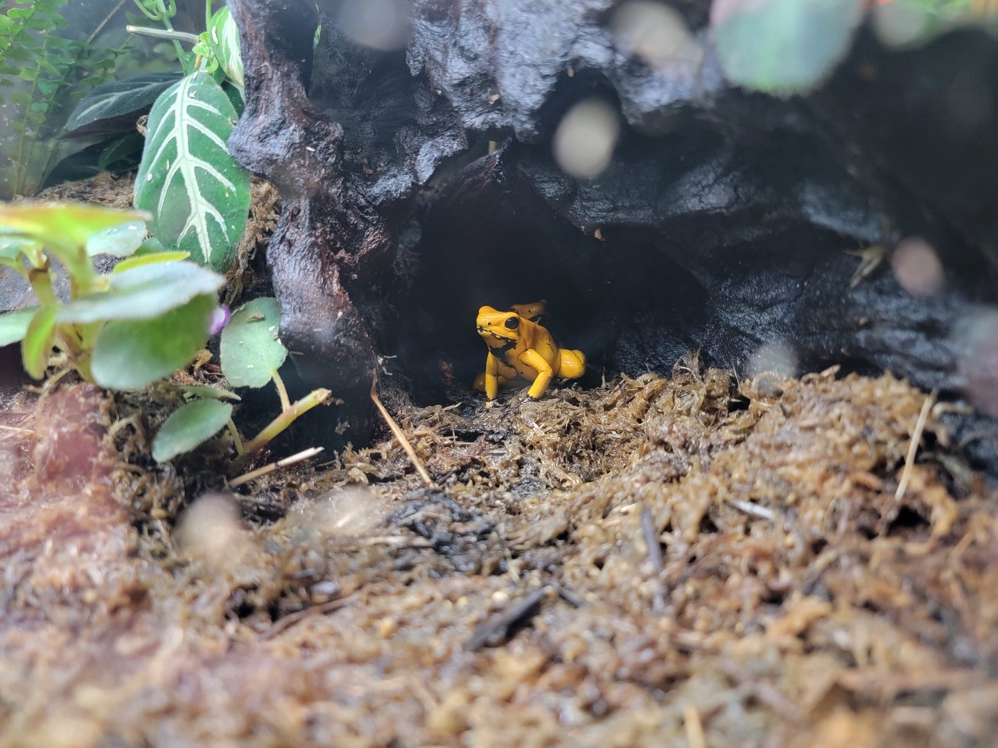 Smithsonian 2/22 - Amazonia, golden poison dart frog