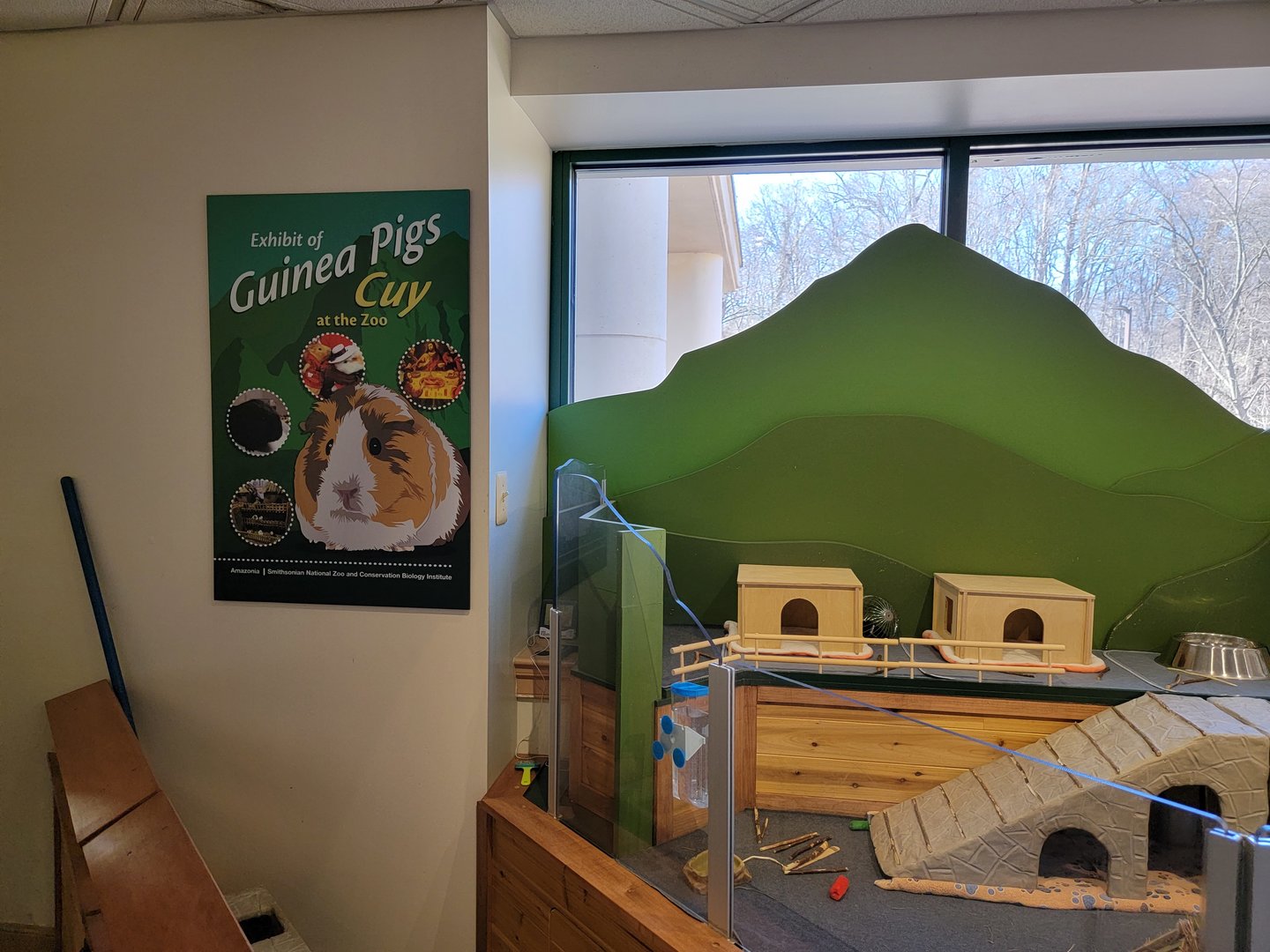 Smithsonian 2/22 - Amazonia, Guinea pigs