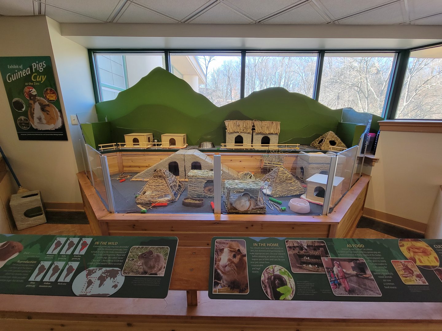 Smithsonian 2/22 - Amazonia, Guinea pigs