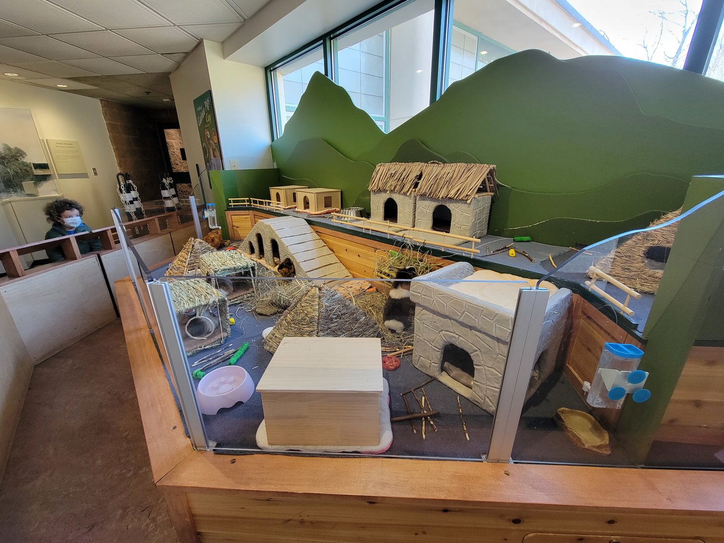 Smithsonian 2/22 - Amazonia, Guinea pigs