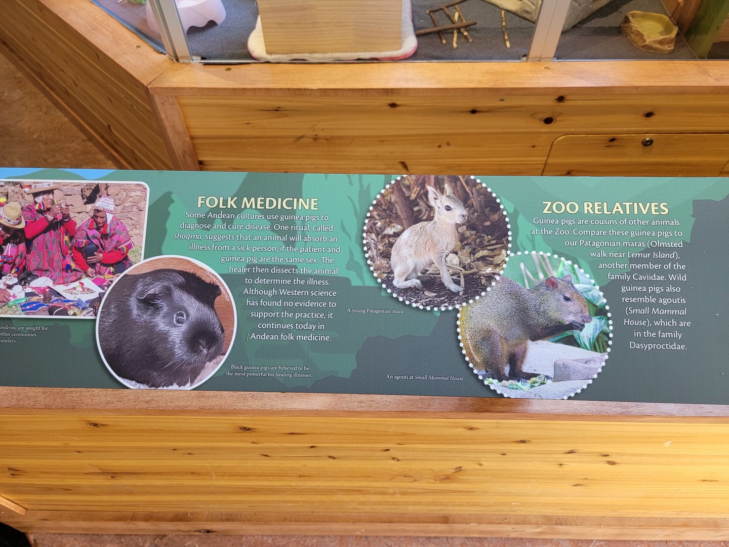 Smithsonian 2/22 - Amazonia, Guinea pigs