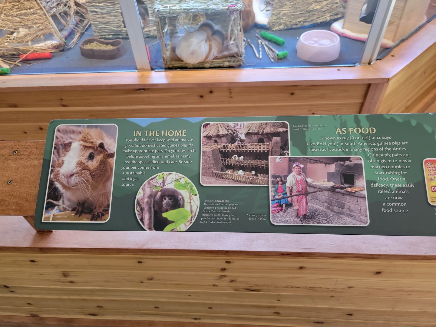 Smithsonian 2/22 - Amazonia, Guinea pigs