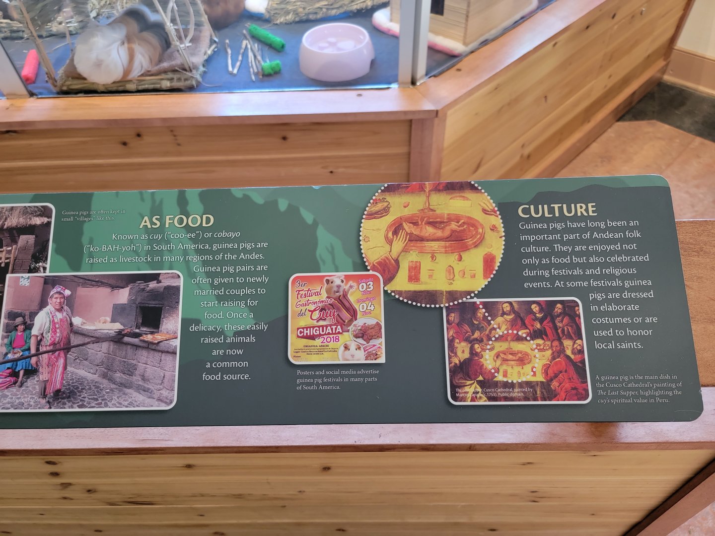 Smithsonian 2/22 - Amazonia, Guinea pigs