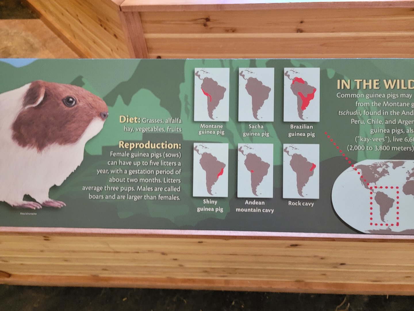 Smithsonian 2/22 - Amazonia, Guinea pigs