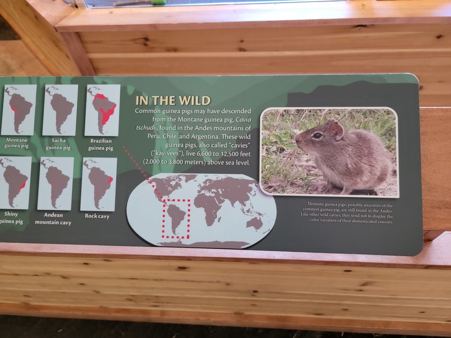 Smithsonian 2/22 - Amazonia, Guinea pigs