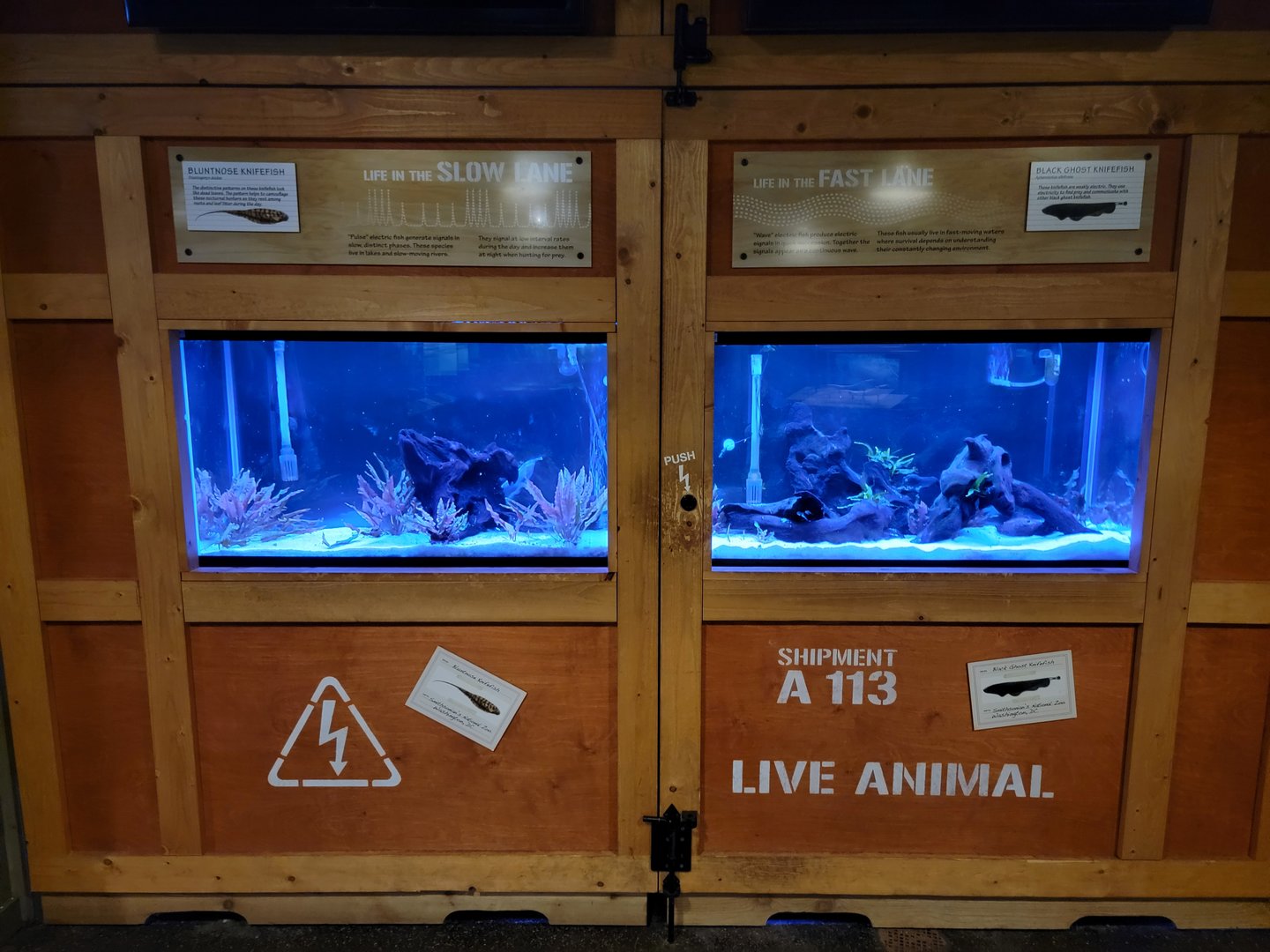 Smithsonian 2/22 - Amazonia, knifefish, slow lane / fast lane