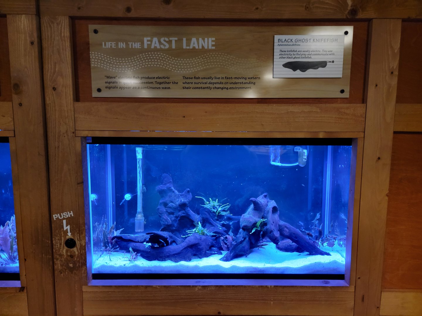 Smithsonian 2/22 - Amazonia, knifefish